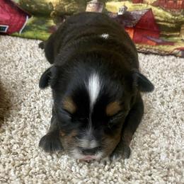 Black Tri-1 Dot - Black tri female Miniature Australian Shepherd puppy in Ronan, Montana from Dirt Road Aussie’s of Montana