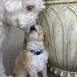 Sheepadoodle Puppies from Sarah Pearl’s Mini Sheepadoodles