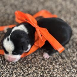 Boy 2 - Black and tan male Corgipoo puppy in Junction, Utah from Sugar Doodles