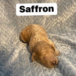 Male 1 apricot - Apricot male Goldendoodle puppy in Greenville, South Carolina from Law Doodles of SC