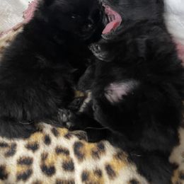 Pomeranian Puppies from Silver’s Reigning Heir Poms