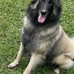 Belgian Tervuren from Baulerschmidt Belgians