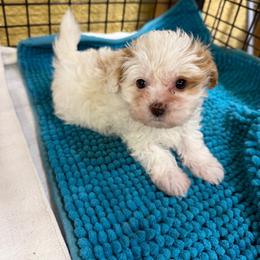Lenore 4.5 pound Toy - Parti female Maltipoo puppy in Lawrenceburg, Tennessee from LUV Poodles and Maltipoos