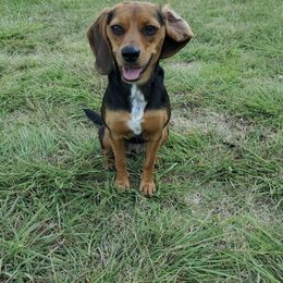 Beagles from Cindy's Beagles