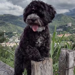 Trixie - Shihpoo