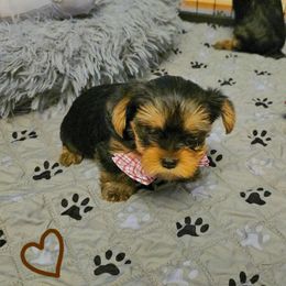 Yorkshire Terrier Puppies from Kathryn's Yorkies