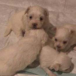 Maltese from Leslie's Maltese Dogs