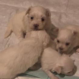 Maltese from Leslie's Maltese Dogs