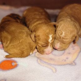 Boy 3 - Caramel red male Labradoodle puppy in Fostoria, Michigan from North Country Kennel Club