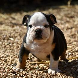 Lexi - Black tri-color female Bulldog puppy in Ben Lomond, Arkansas from Miesha Carver's Bulldogs