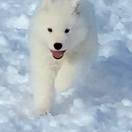Samoyed Puppies from Falling cedar farm samoyeds