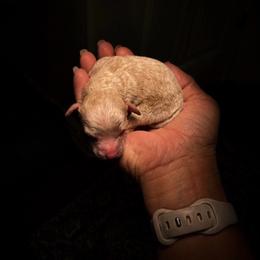 Boots - Apricot male Poodle puppy in Sperry, Oklahoma from PuppyLove Poodles
