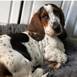 Sadie - Basset Hound