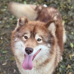 Foxy - Siberian Husky