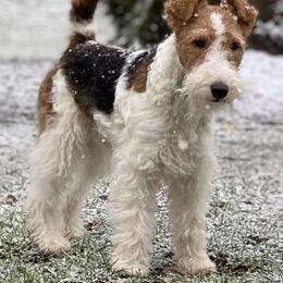Wire Fox Terriers from Linwood Wires