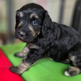 Ginger - Phantom female Bernedoodle puppy in Malden, Illinois from Doting Doodles