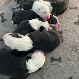Old English Sheepdog puppies from Rainbow Acres Old English Sheepdogs