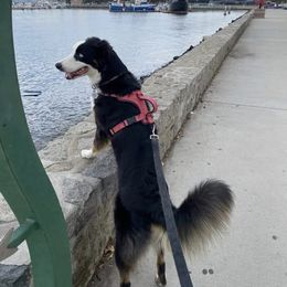Australian Shepherd All Grown Up from A&K’s Aussies