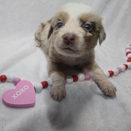 Clara - Red merle female Australian Shepherd puppy in Peach Bottom, Pennsylvania from Arcadia Australian Shepherds