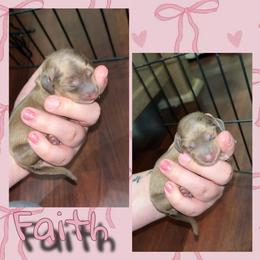 Faith - Chocolate female Dachshund puppy in Brazil, Indiana from King Duke Dachshunds