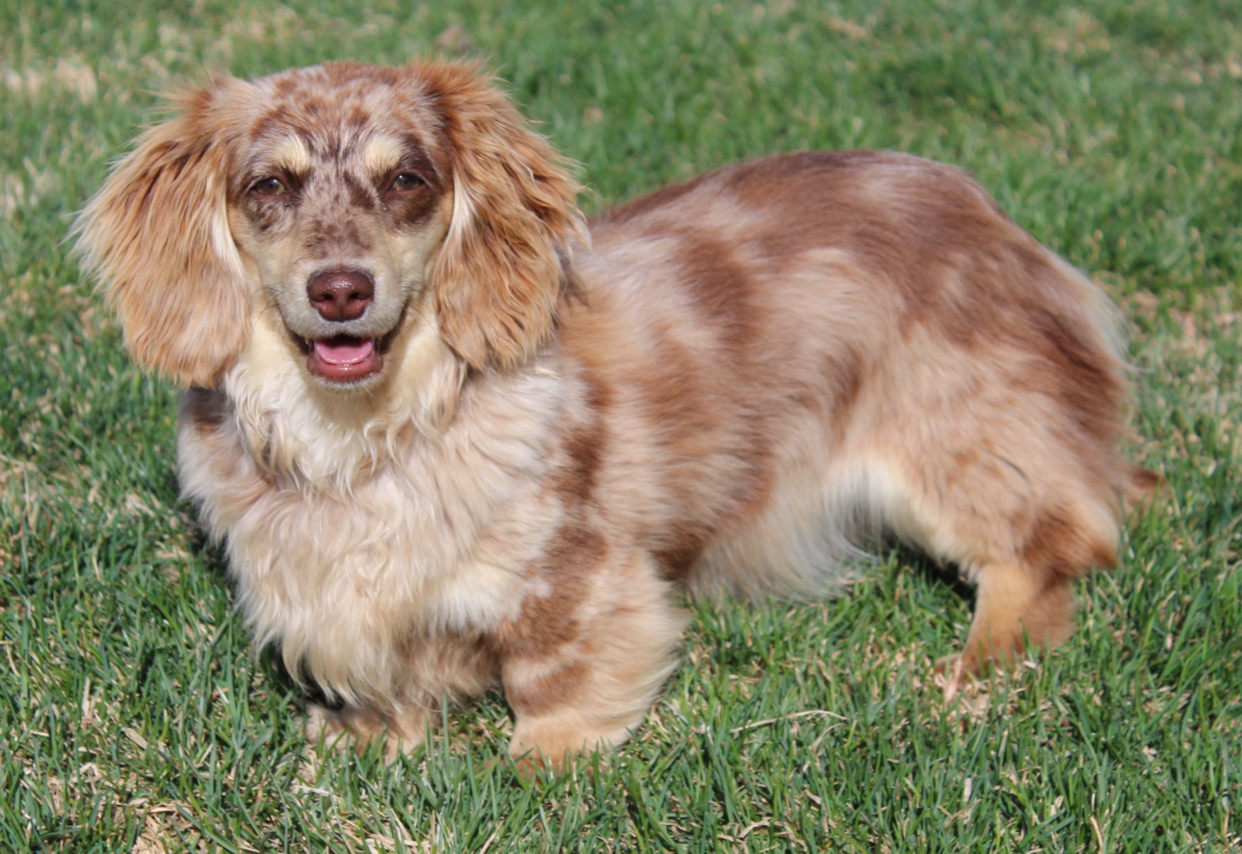 Swayze - Dachshund
