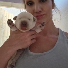 Labrador Retriever Puppies from Texas Finest English Labradors