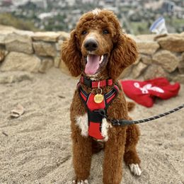 Ace - Poodle