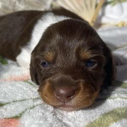 Lil Trixie - Piebald female Dachshund puppy in Jackson, Tennessee from Cashmere Crown Mini Dachshunds