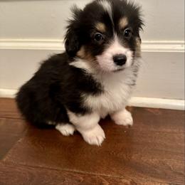 Yellow Collar Girl Noel - Black and tan female Pembroke Welsh Corgi puppy in Paris, Kentucky from Flat Run Corgis