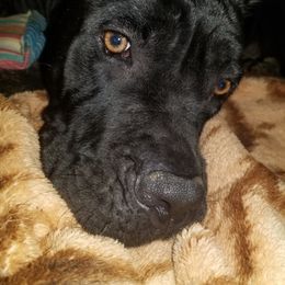 Cane Corso All Grown Up from Bear Valley Cane Corso