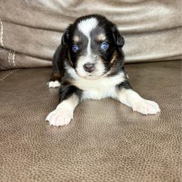 Endy - Black & white female Australian Shepherd puppy in Jacksonville, Florida from Autumn's Aussies