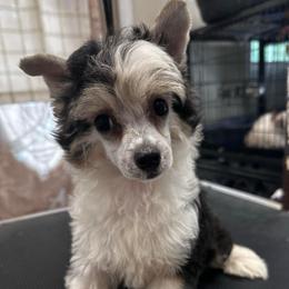 Boy 2 - Black white and tan male Chinese Crested puppy in Rockvale, Tennessee from Cosmic Chinese Cresteds & Wind-Echo Poodles