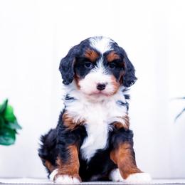 Rain - Tri-color female Bernedoodle puppy in Arthur, Illinois from Central Illinois Bernedoodles