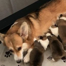 Pembroke Welsh Corgi Puppies from Silver Mae Kennel