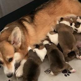 Pembroke Welsh Corgi Puppies from Silver Mae Kennel
