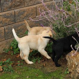 Labrador Retriever and Sussex Spaniel Puppies from Marstad