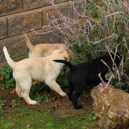 Labrador Retriever and Sussex Spaniel Puppies from Marstad