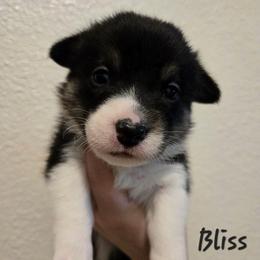 Bliss - Black and tan female Pembroke Welsh Corgi puppy in Citrus Heights, California from The Joy of Corgis