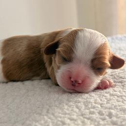 Merry AKC - Tri-color female Cavalier King Charles Spaniel puppy in Katy, Texas from True Heart Cavaliers LLC