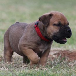 Red - Brown female Boerboel puppy in Shawnee, Oklahoma from TXT Boerboels