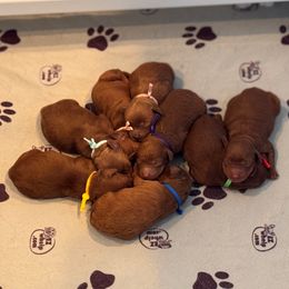 Boy 2 - Red  male Goldendoodle puppy in Kaufman, Texas from Teddy Doods: Goldendoodles & Poodles