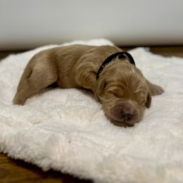 Elf - Apricot male Goldendoodle puppy in Kenansville, North Carolina from J+A Family Doodles