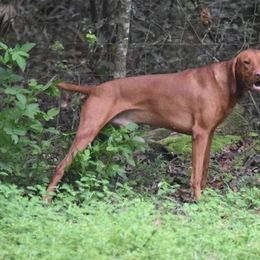 Rusty - Vizsla