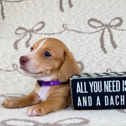 Rosie AKC - Red female Dachshund puppy in South Easton, Massachusetts from Depot Dachsies