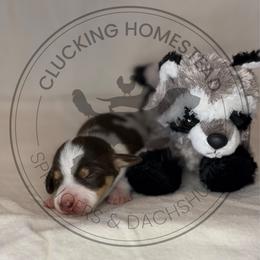 Raccoon - Piebald male Dachshund puppy in Fond Du Lac, Wisconsin from Clucking Homestead Springers & Dachshunds