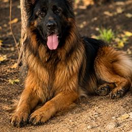 German Shepherd Puppies from Von Gonzalez Kennel