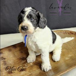 Mai Tai - Black and white male Cockapoo puppy in Mancelona, Michigan from Lavender poodles & doodles