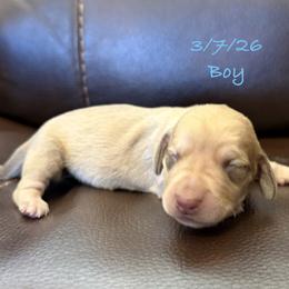 AKC Boy 6 - Cream male Dachshund puppy in Joshua Tree, California from Desert Dreams Ranch