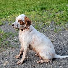English Setters from Kay's English Setters