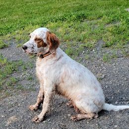 English Setters from Kay's English Setters